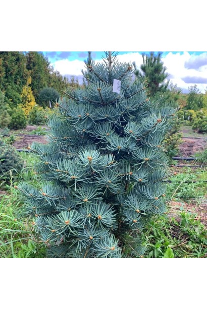 Хвоя Сільвер Блю: яскрава, м’яка, з ніжним сріблястим відтінком.